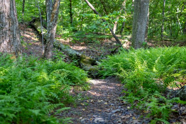 Walkers Creek Uwharrie Trail_Piedmont Legacy Trails
